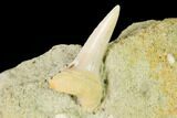 Fossil Mako Shark Tooth On Sandstone - Bakersfield, CA #144467-1